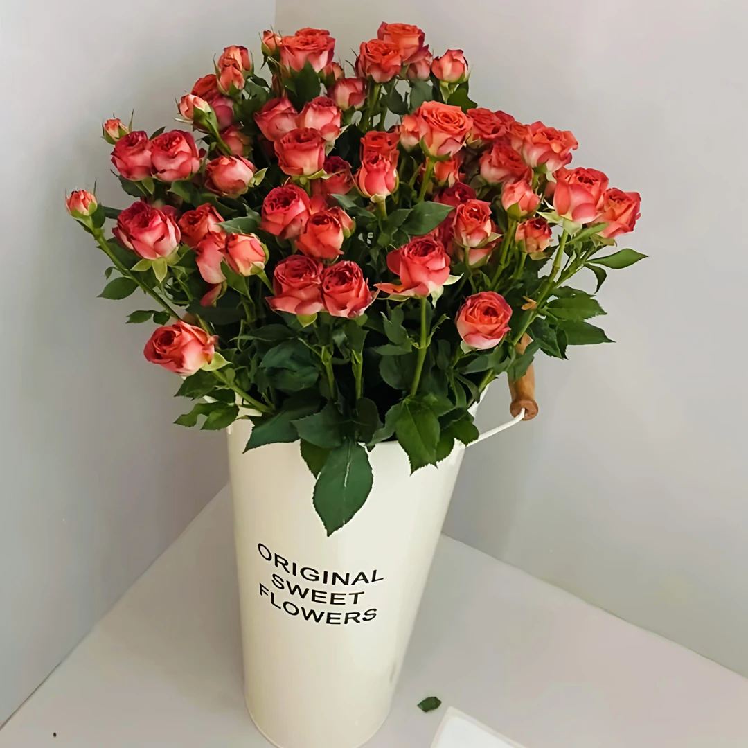 【北方玫小朵玫瑰&巧克力泡泡】北方玫瑰花期持久 两单顺丰包邮