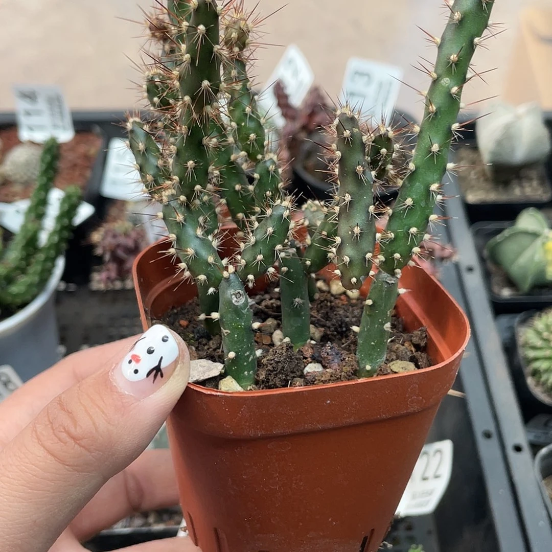 138美花角（满18元包邮）