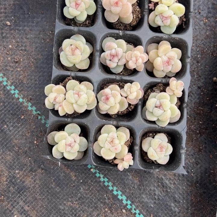 Ouo一物一拍转哈说