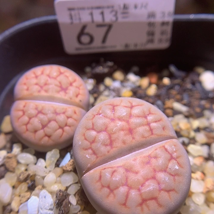 精品生石花113.67露美