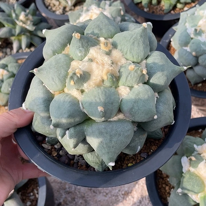 自根蛋尤福利特价