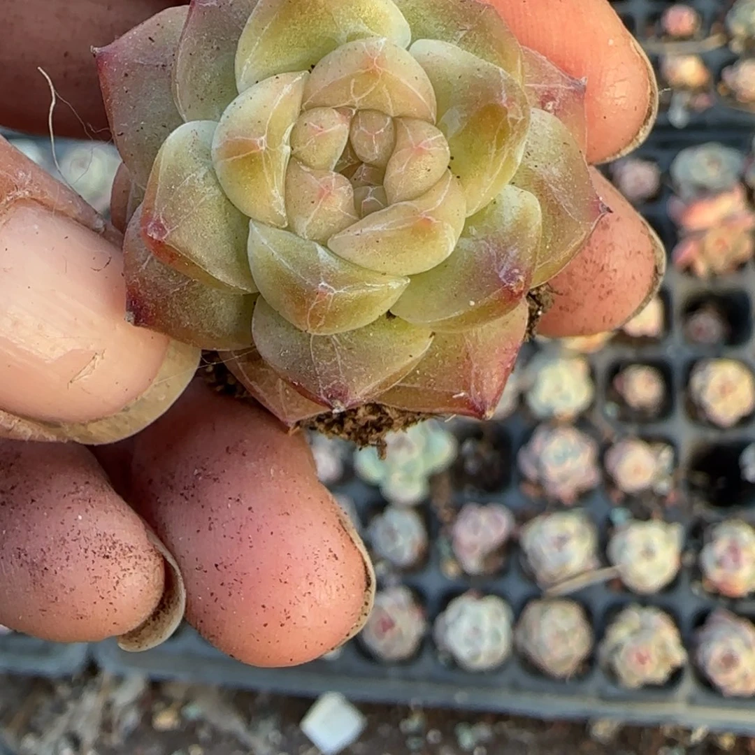 多肉小卡拉米糖心一物一拍