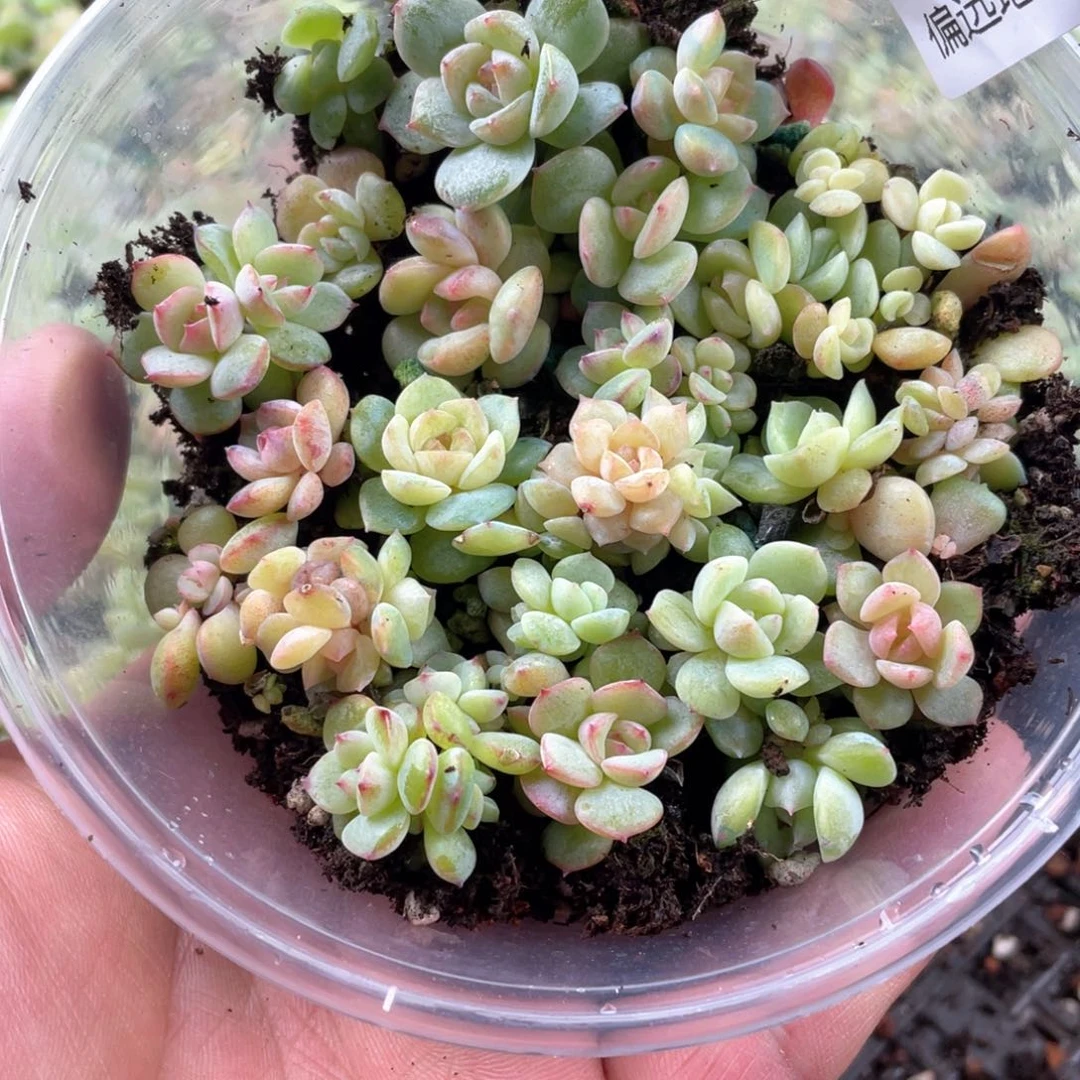 风花雪月一物一拍053