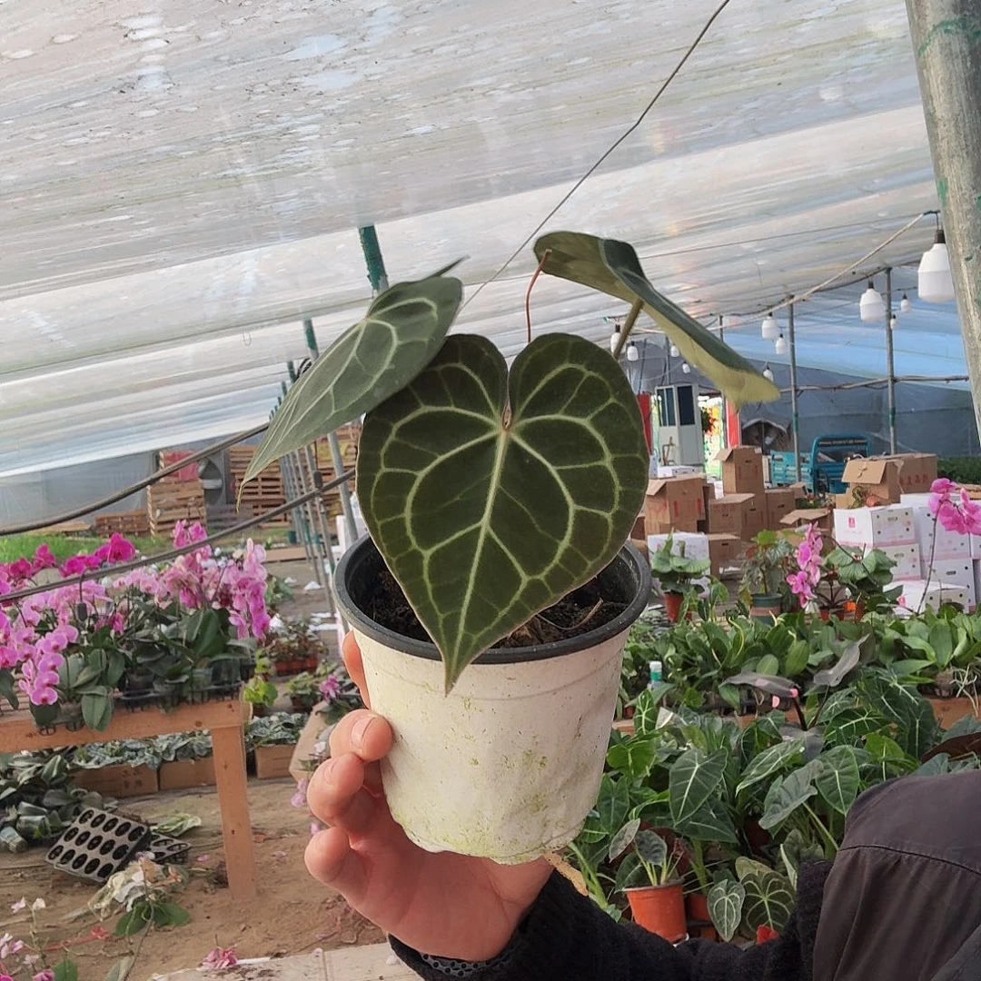 完全开放克莱恩花烛一棵