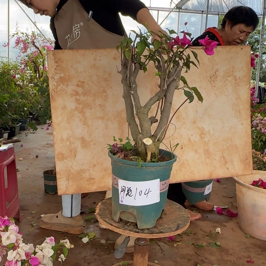 大部分花苞少量开放甜心 104 脱