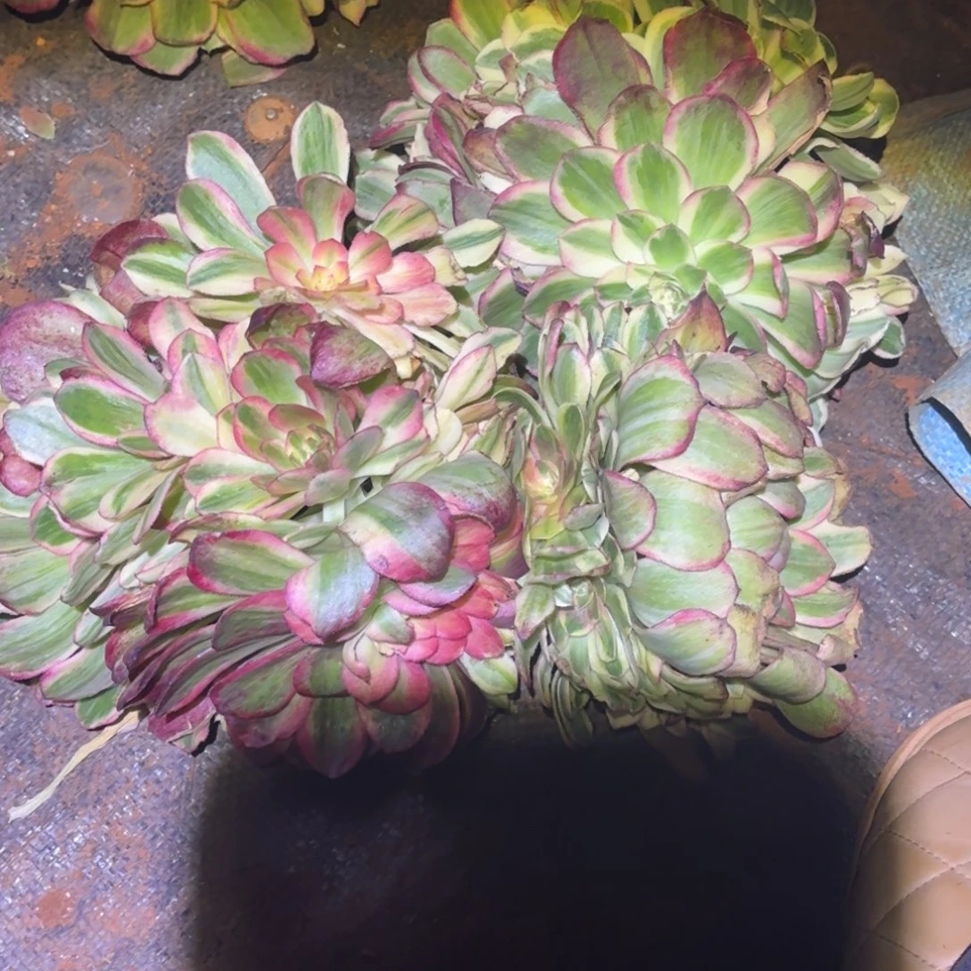 云南多肉植物组拍