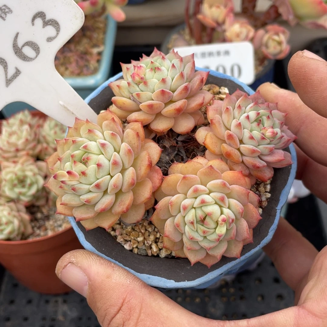 263熊猫脸不带盆8厘米