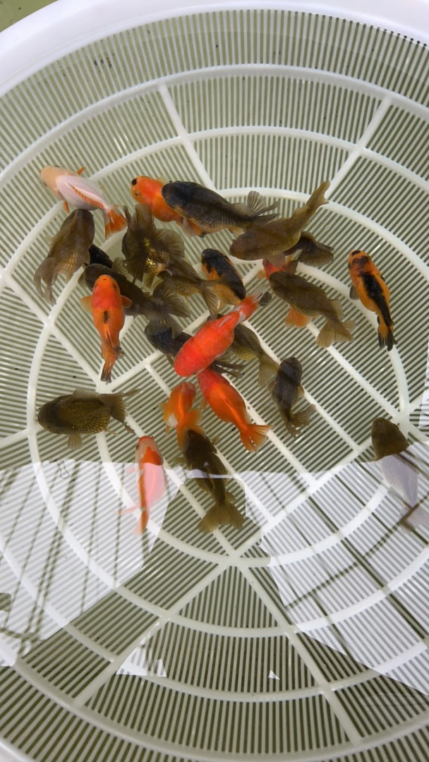 2尾【直播】精品泰狮