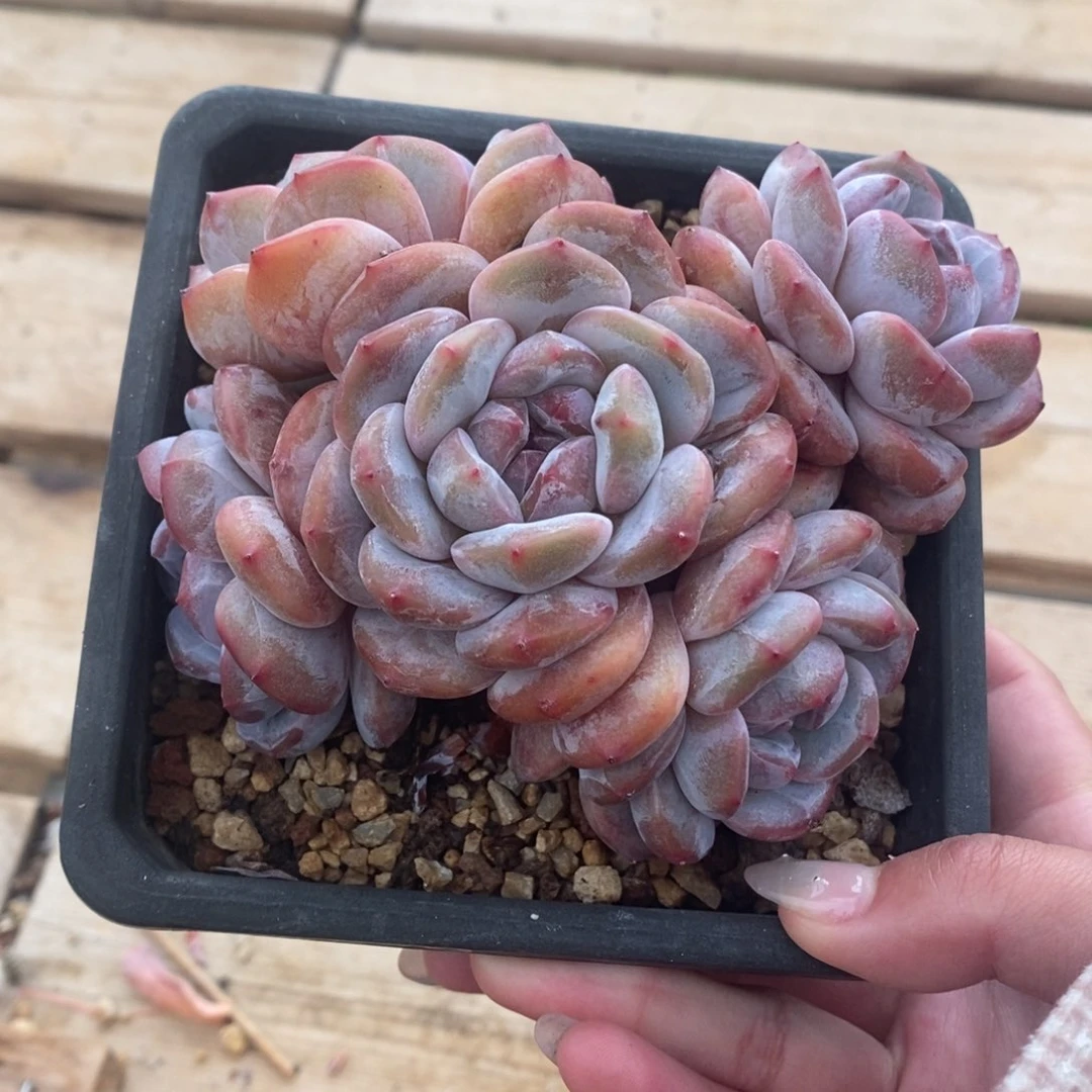 五头绿底紫心大肥圆