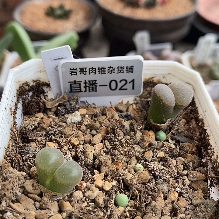乌克兰种源黑眼豆豆风铃
