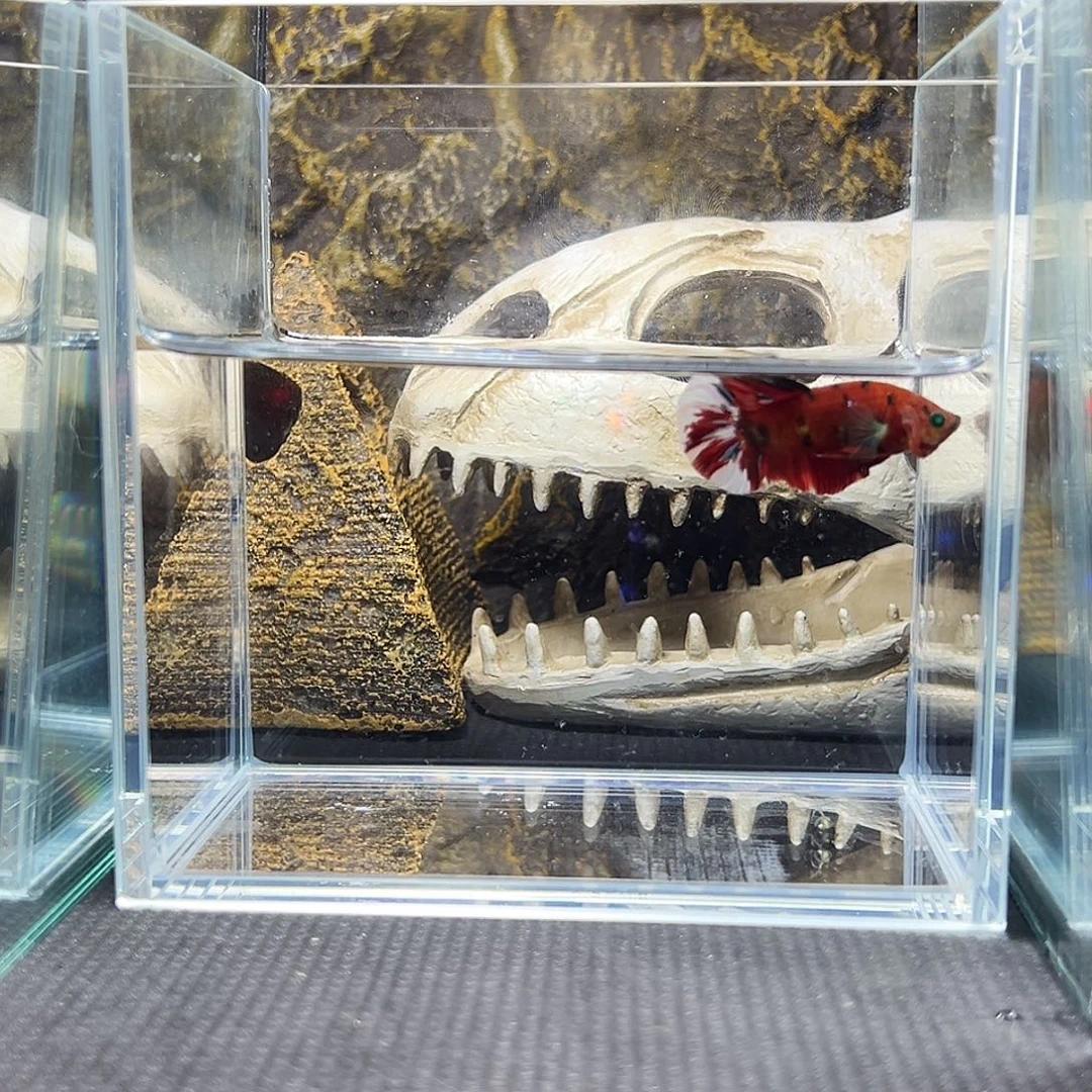 斗鱼精品精品精品精品精品