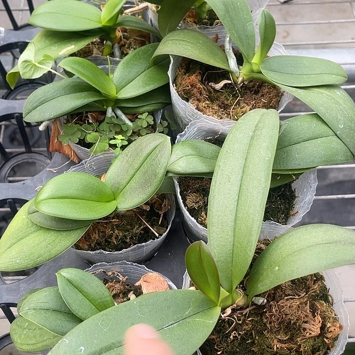 金树一代➕小蓝瑕疵