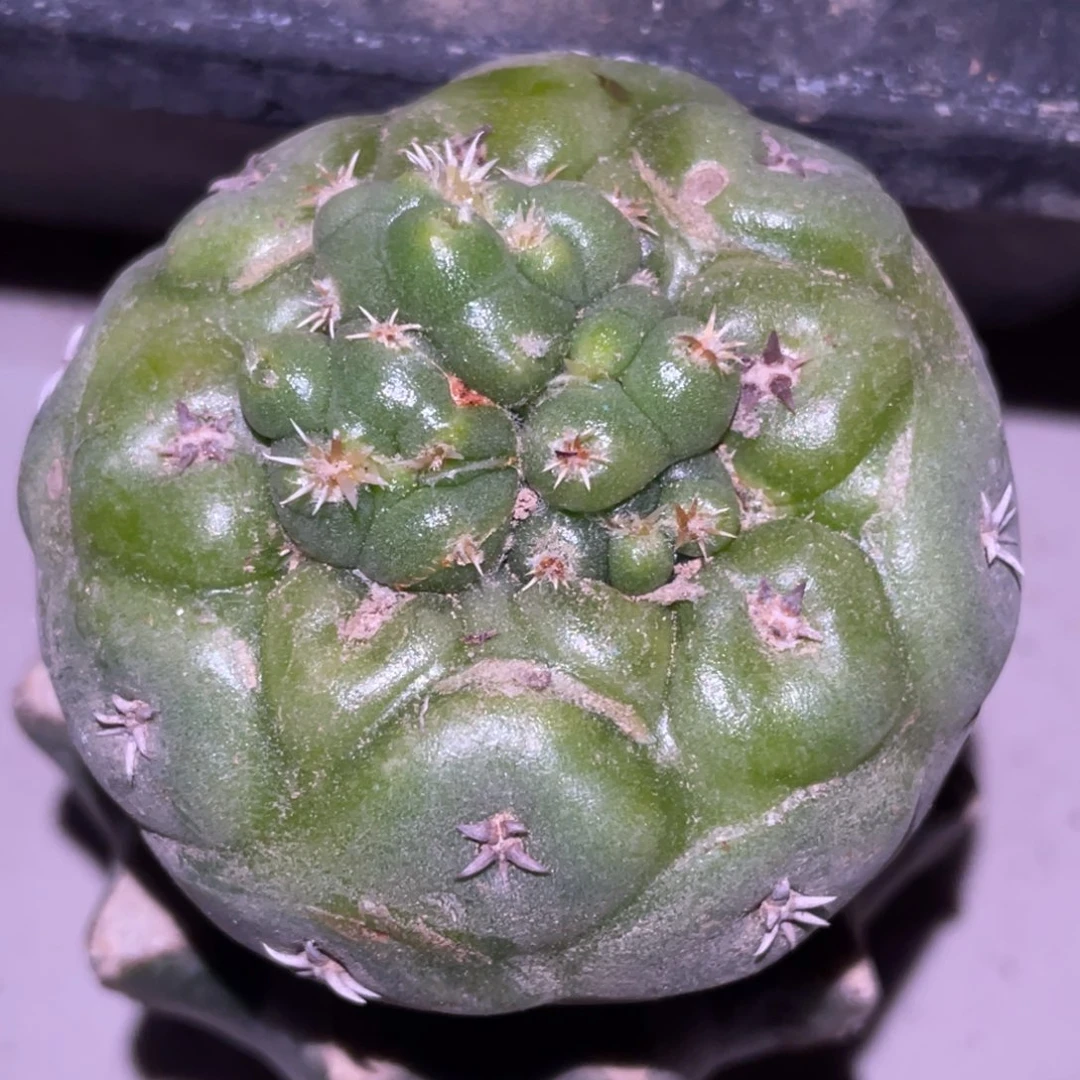 无花朵怪胎 黄体象牙丸