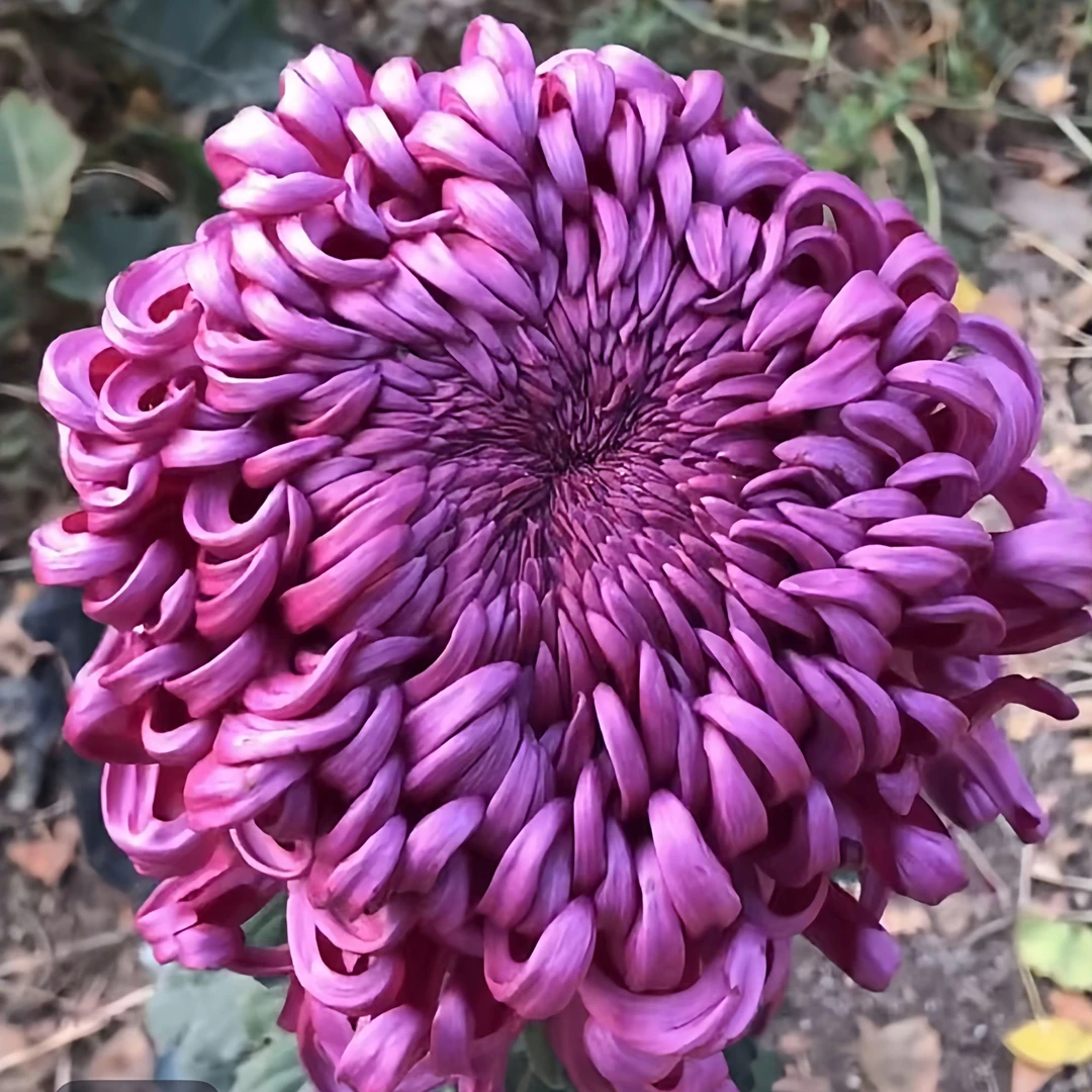 【 紫国华】大花传统菊大花富贵菊花盆栽九月菊耐寒 开花漂亮