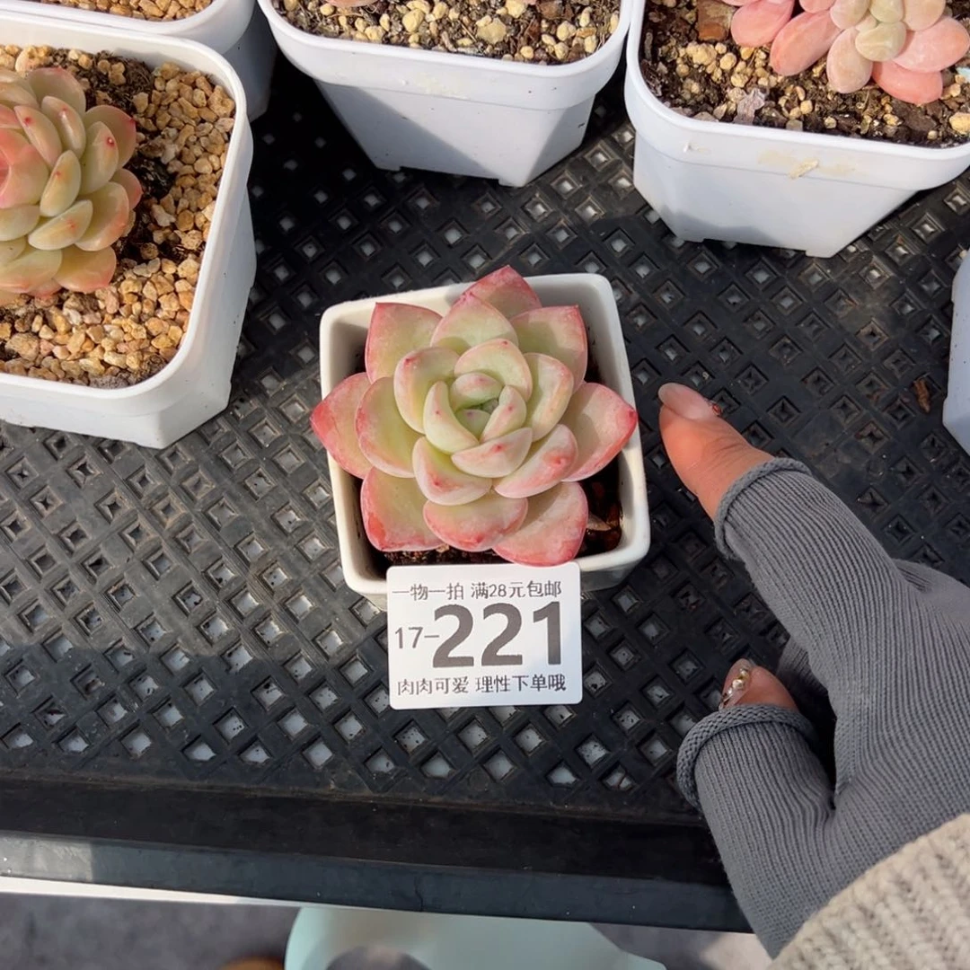 泡芙多肉多肉多肉多肉