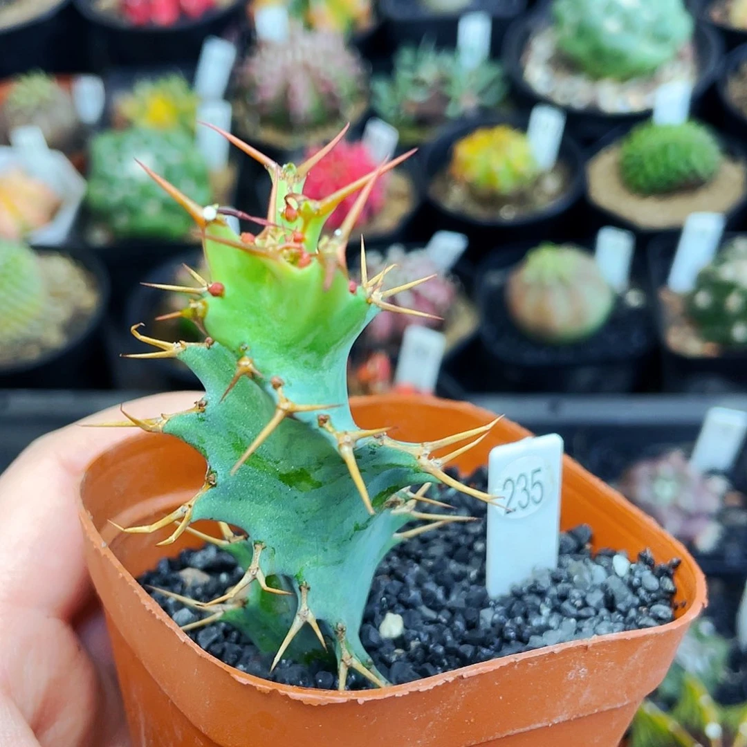 非偏远地区满25包邮仙人球