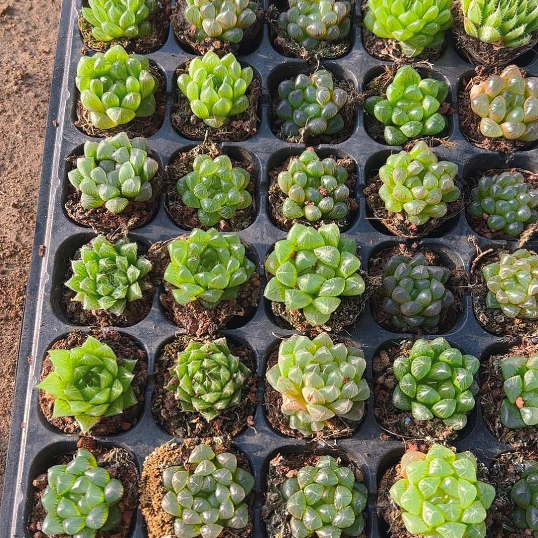 50孔玉露10颗随机量拍