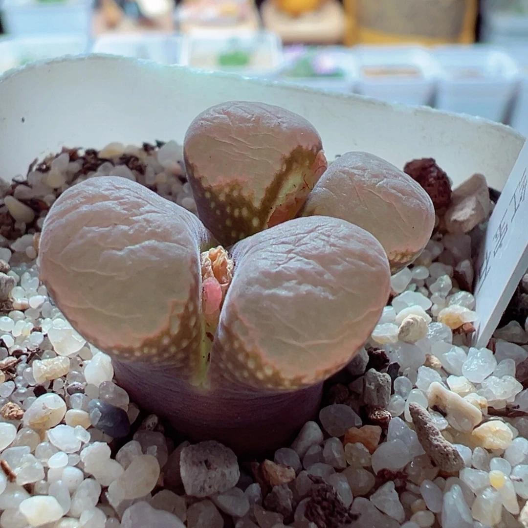 1223-319多肉多日