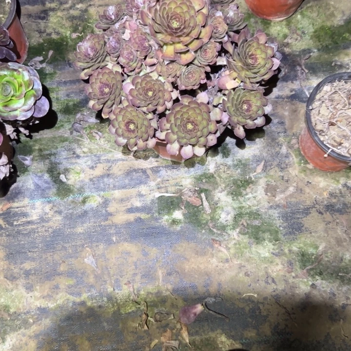 不包段枝一物一拍62