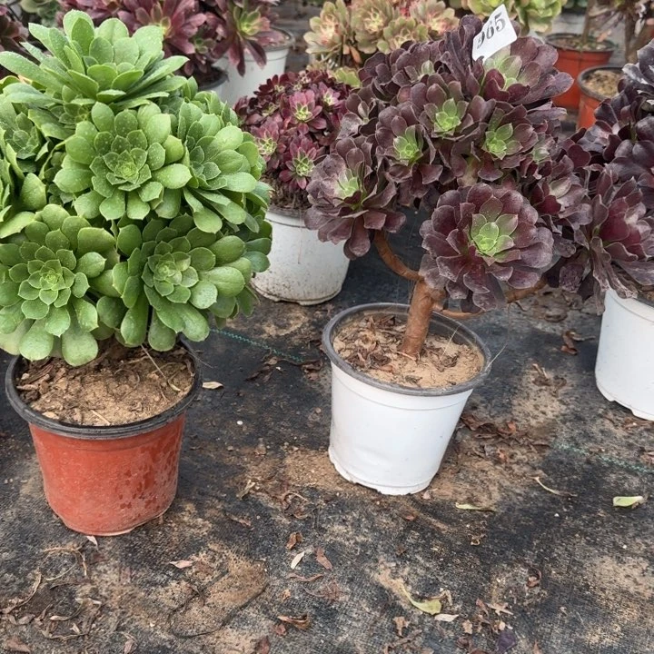 965绿玫瑰➕欧紫包邮。