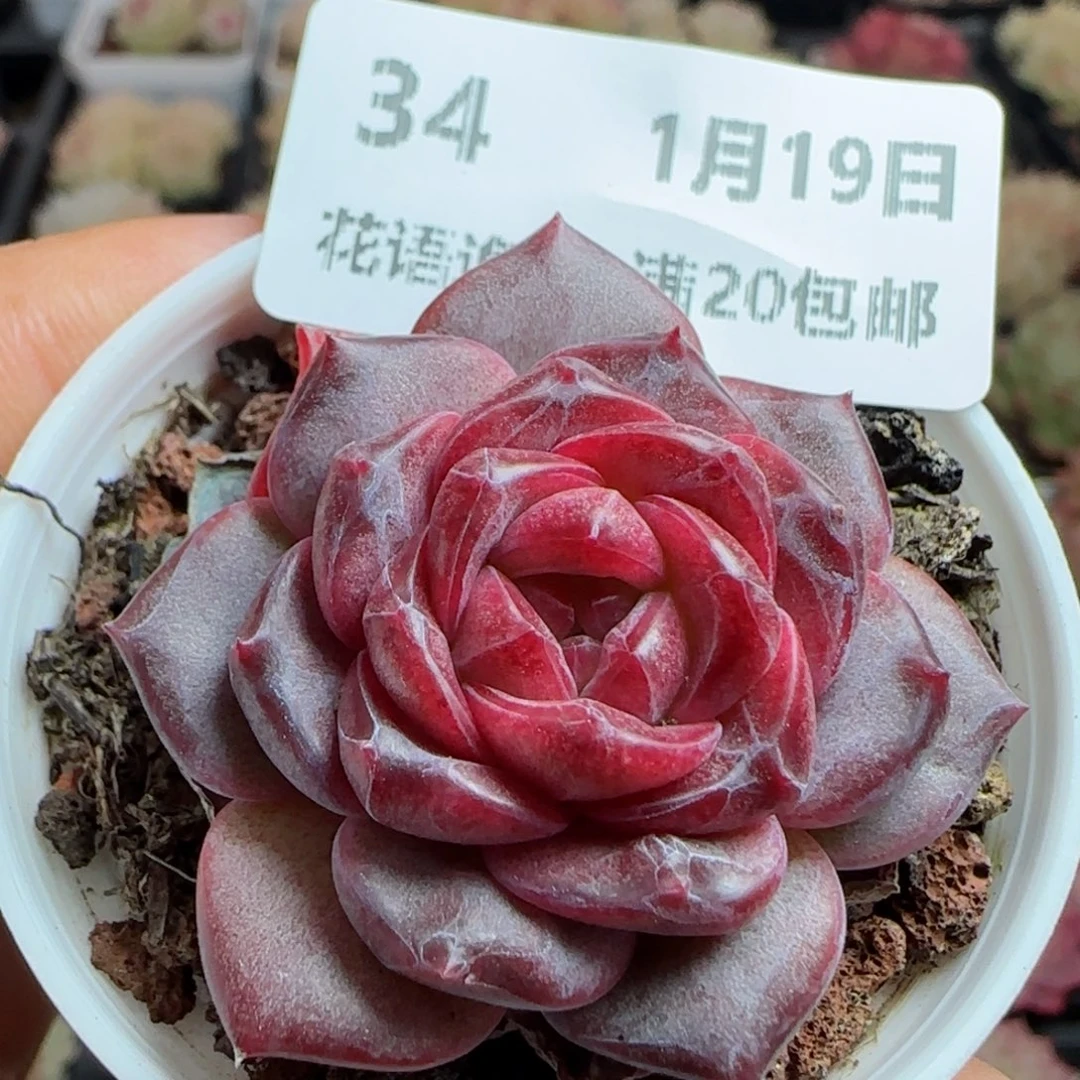 花语逸镜0119-34琥珀天使