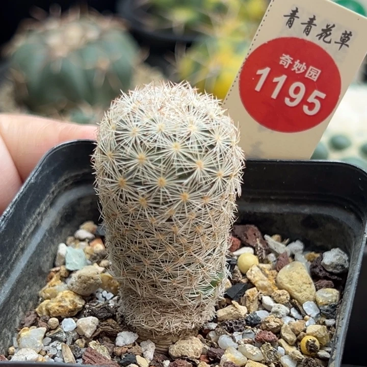 实生姬玉2.6cm一棵仙人球