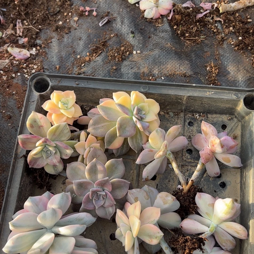 10颗小群紫乐锦两到四头