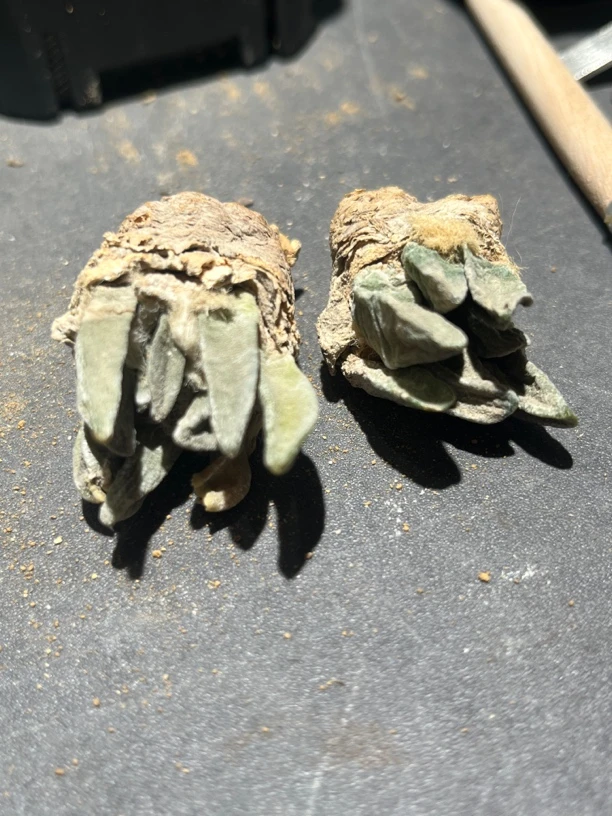 仙人球 龙角 实生