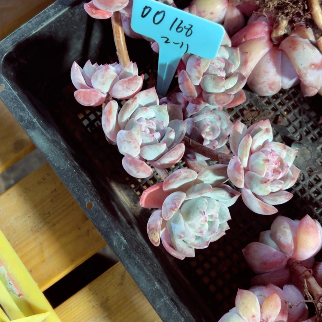 …**mOO石榴籽多肉植物