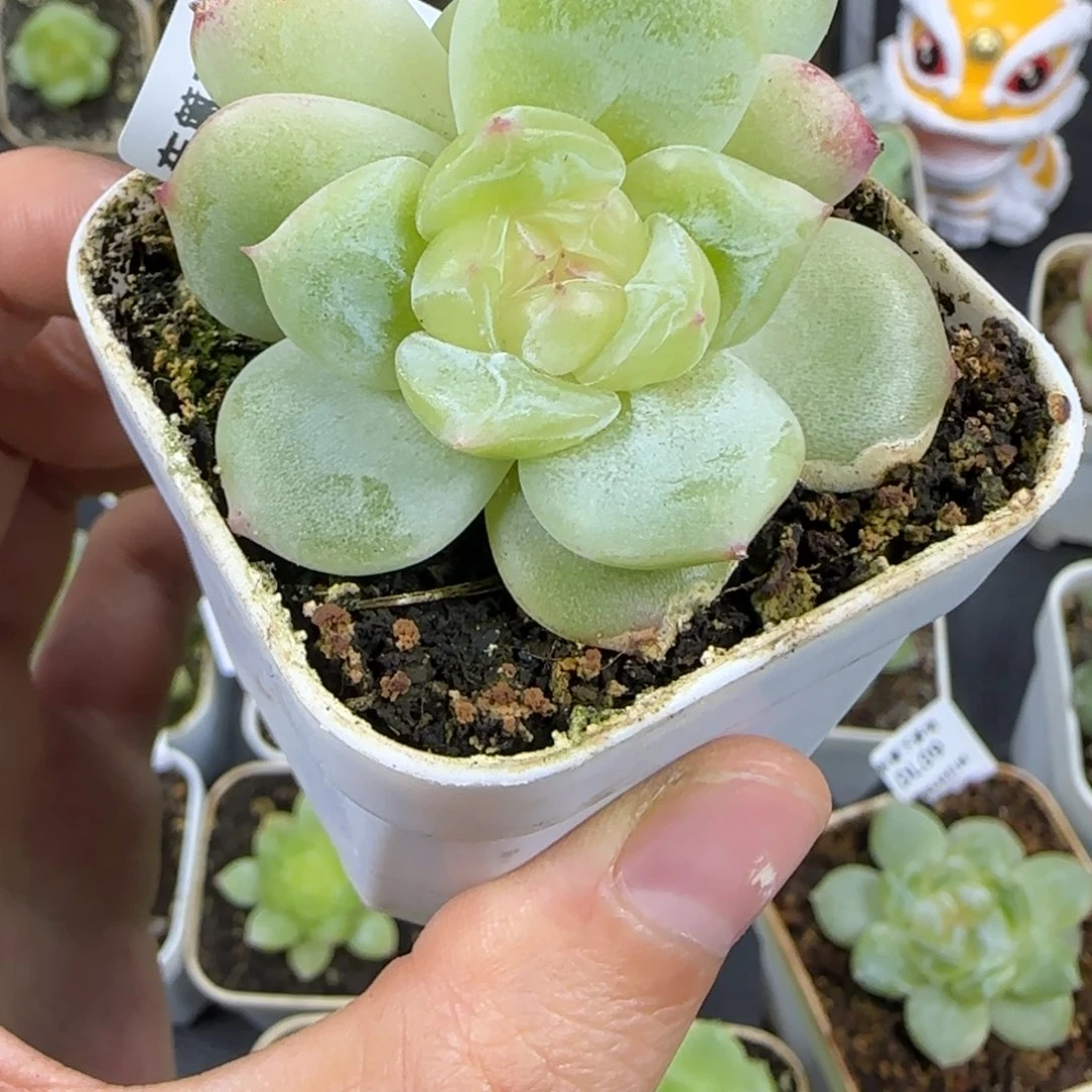 28东篱下多肉植物哈哈哈哈哈