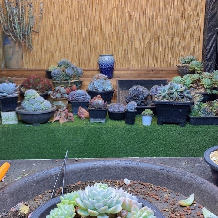 卑***晨399号多肉植物多肉植物