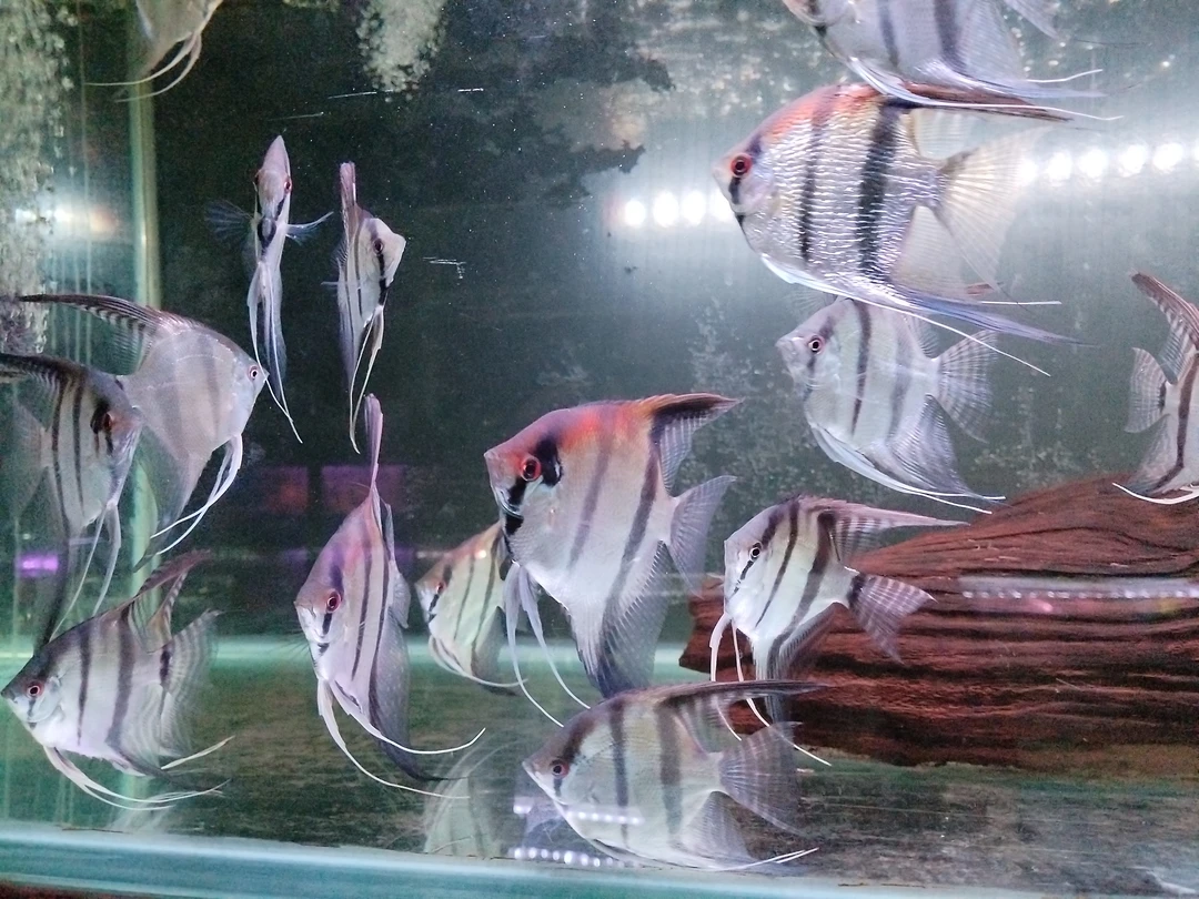 活体热带观赏鱼 马纳卡普鲁红贝 埃及鱼