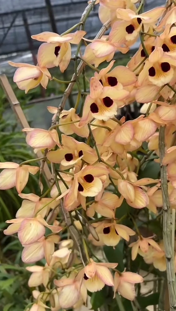 蜻蜓带花苞石斛兰花卉盆栽植物盆栽球花石斛绿植绿植直播绿植盆栽