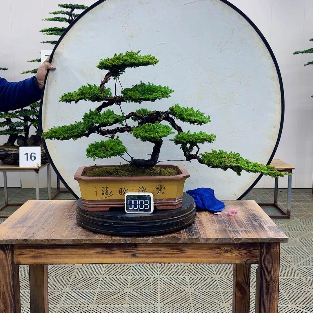 盆景柏树造型盆景