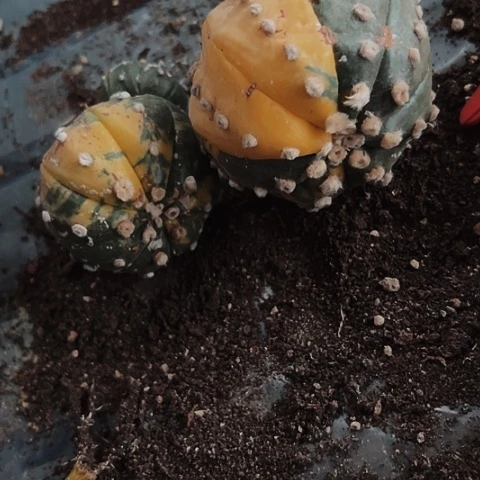 2289两个瑕疵兜锦木心根