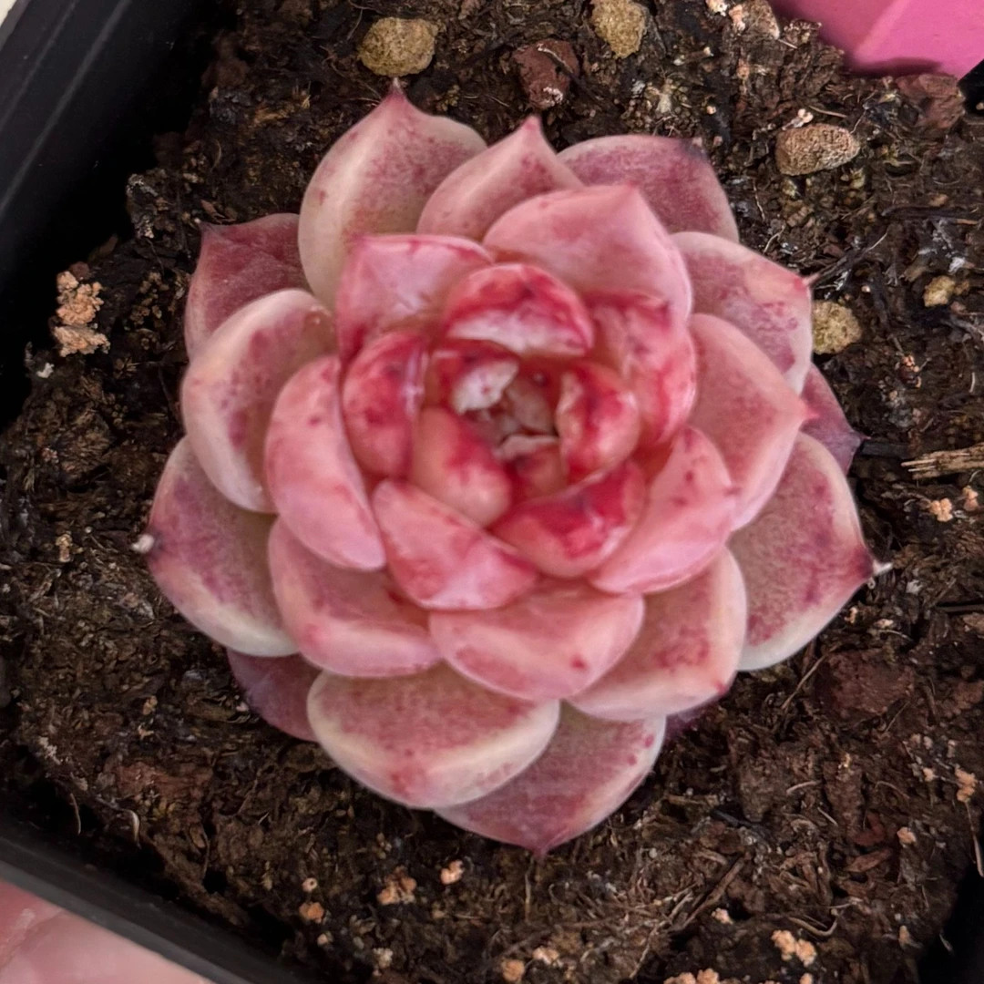 圭土多肉【蓝孔雀】耐寒美观好养 带盆土发  满15元包邮