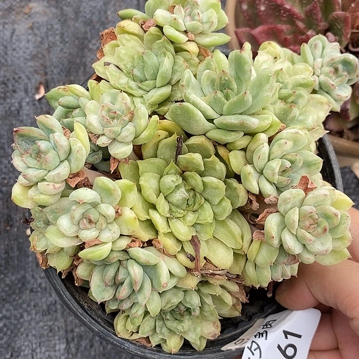 记得拍冷链冰天使林61