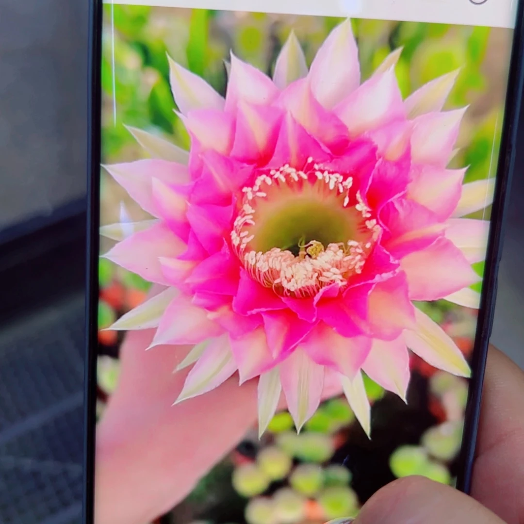 下16彩草含香无根侧芽4公分左右20包邮