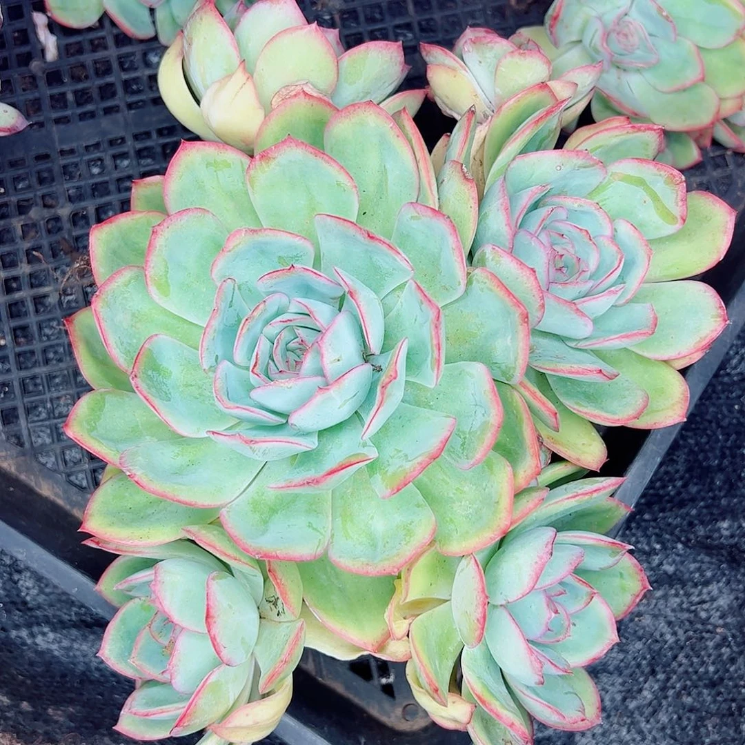 晨露大群，1⃣️物一拍