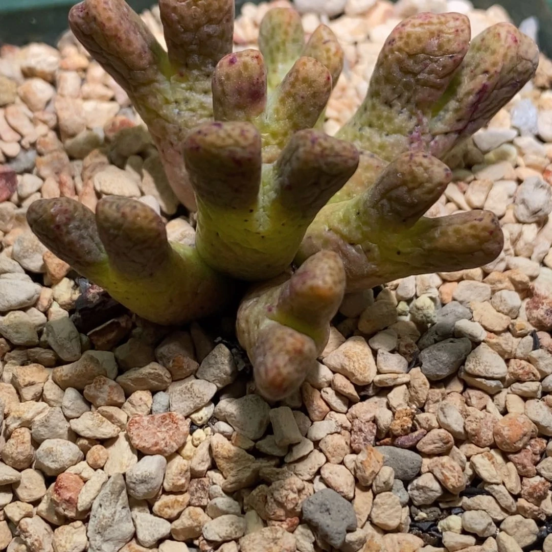 0731/鹿角arm714b 青蛙种源