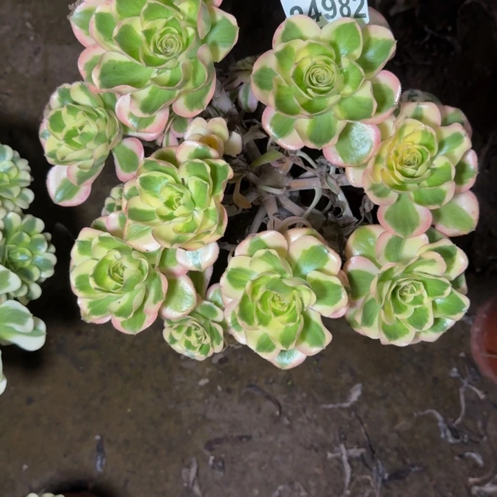 24982南燕子多肉植物