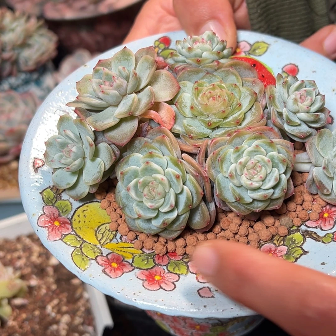 c***.纸鸢群生天天开心