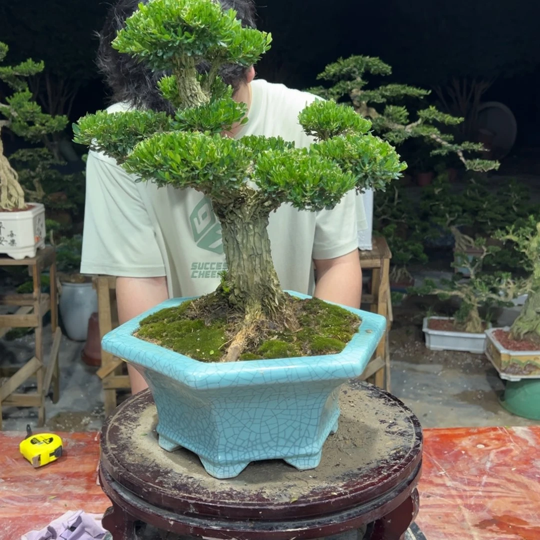 无花朵广东皱皮雀舌黄杨