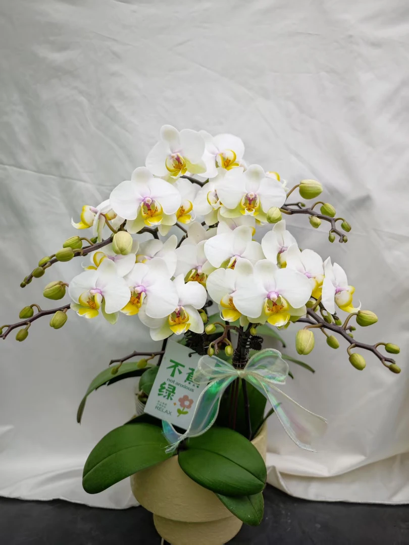 蝴蝶蘭《大忙人》白色花花 皮实好养 花期超长