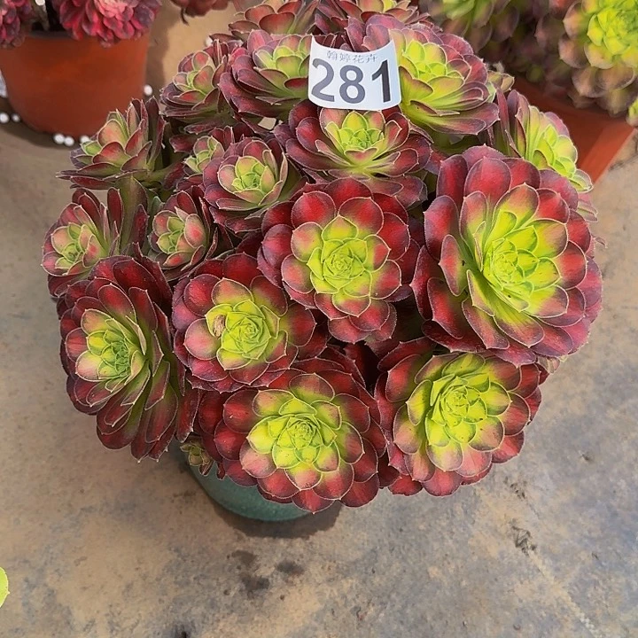 00000000000000281韶华