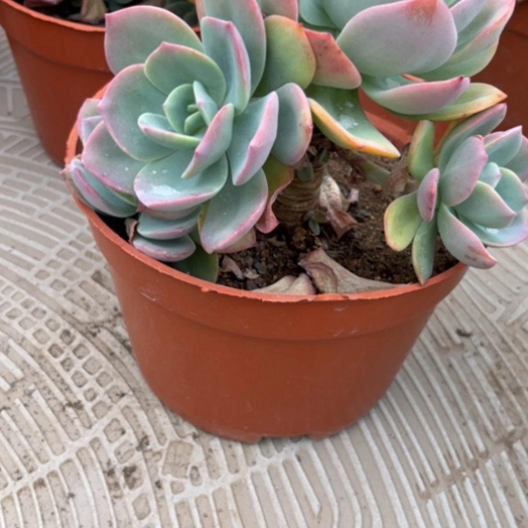 【闪购商品】彩***?白凤