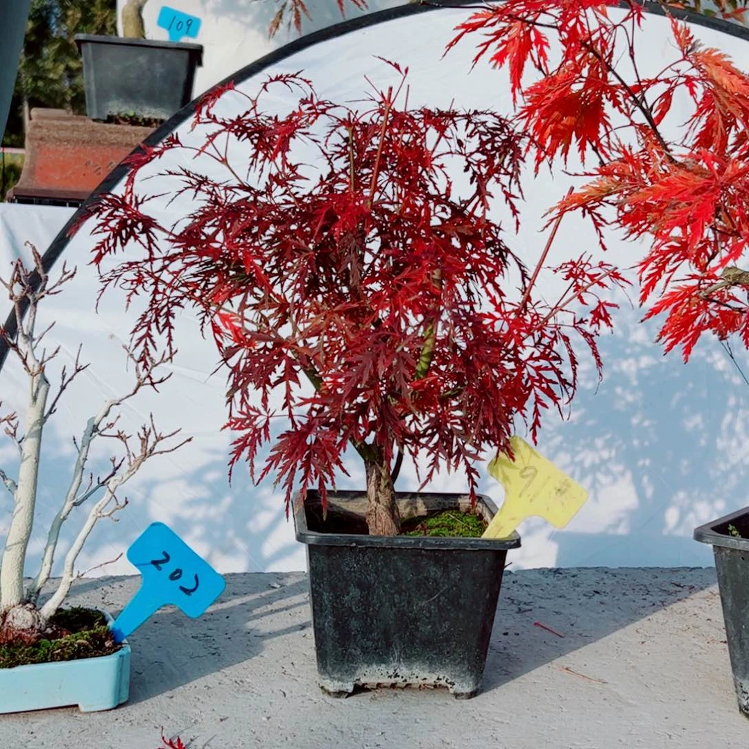柯***豆无花朵枫树……枫树
