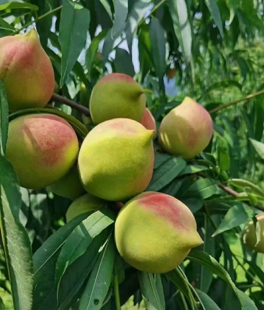 新鲜现摘鹰嘴桃脆甜爽口当季时令水果