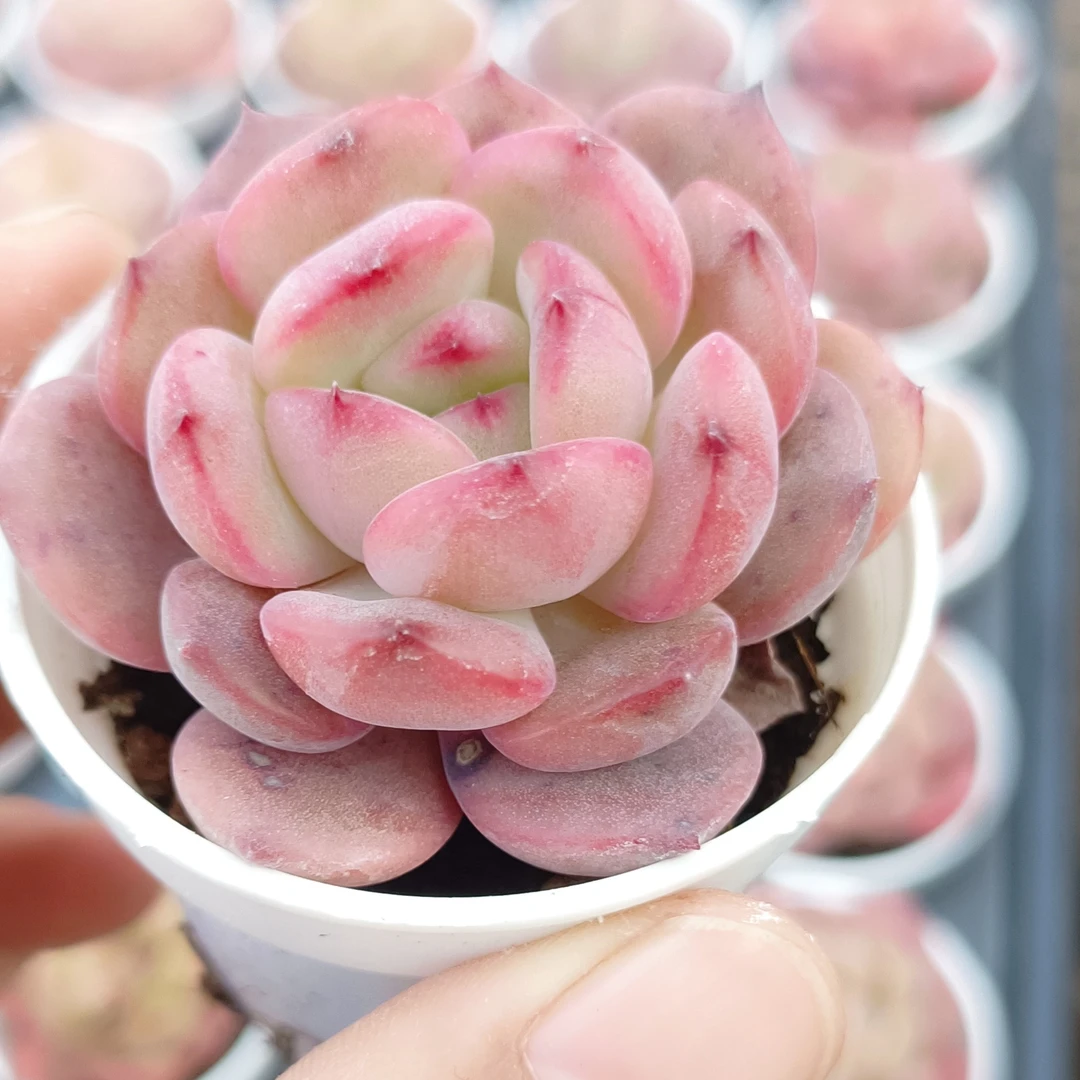 【满9.9包邮】果冻5cm小白盆带盆多肉植物以直播间展示为主