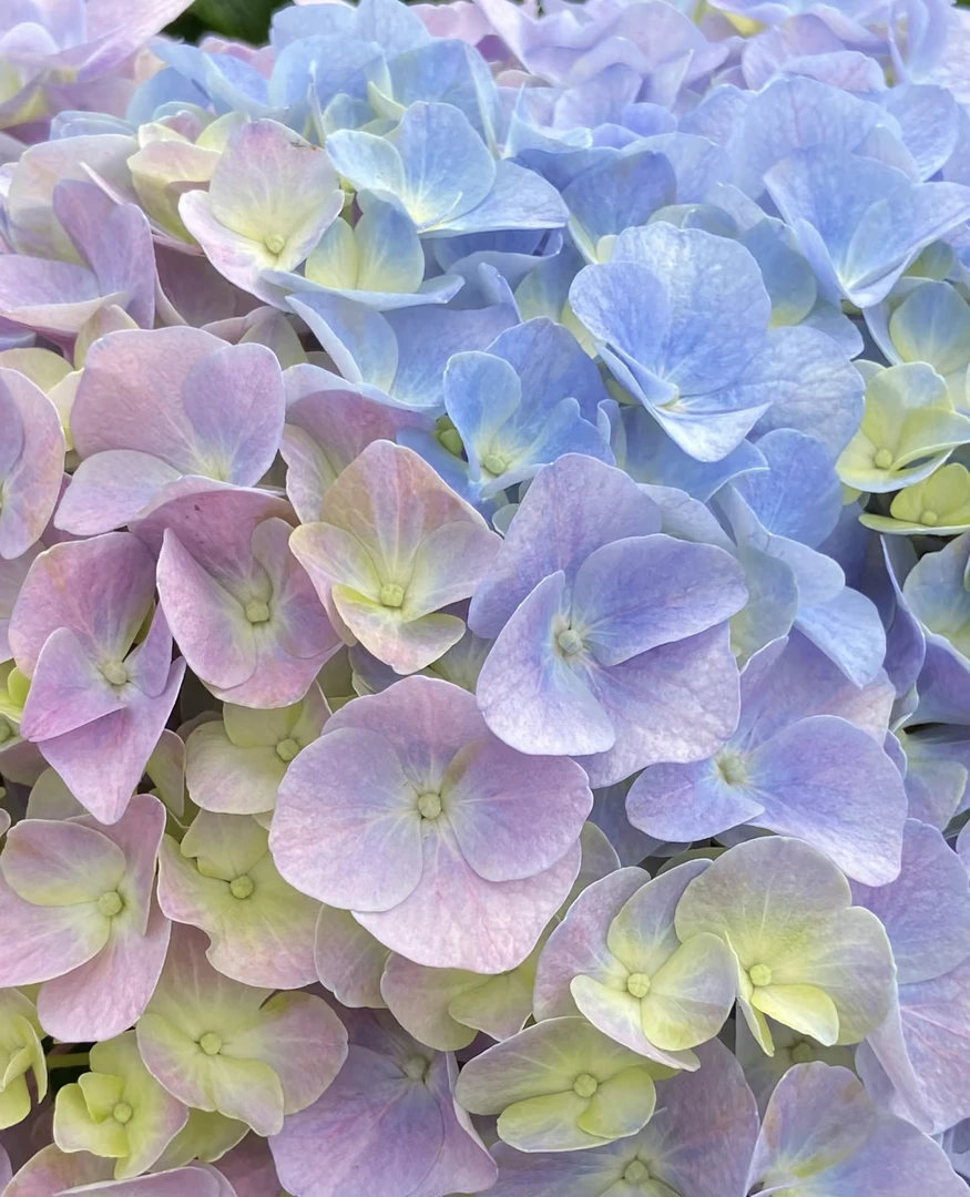 福利款 一物一拍 梦幻绣球大花球 花期长 美观原盆原土一物一拍